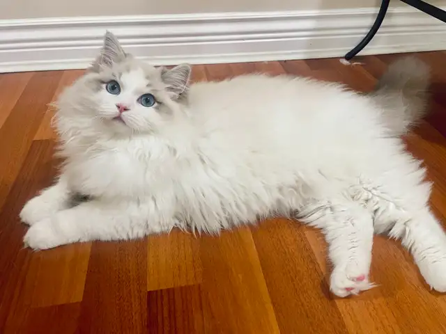 TICA Registered Ragdolls Available for Visiting in Cats & Kittens for Rehoming in Burnaby/New Westminster - Image 7
