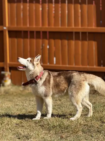 Beautiful Siberian Husky Looking for a Loving Home It is with a heavy heart that we’ve decided to re...