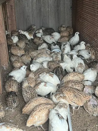 Adult Quails, View more