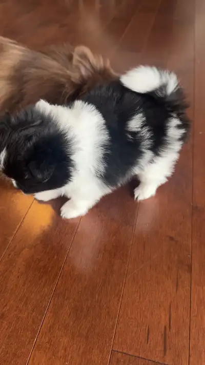 Bonjour, je vends d'adorables chiots Poméraniens Toy, prix 2000$ (2300$ très petite femelle merle no...