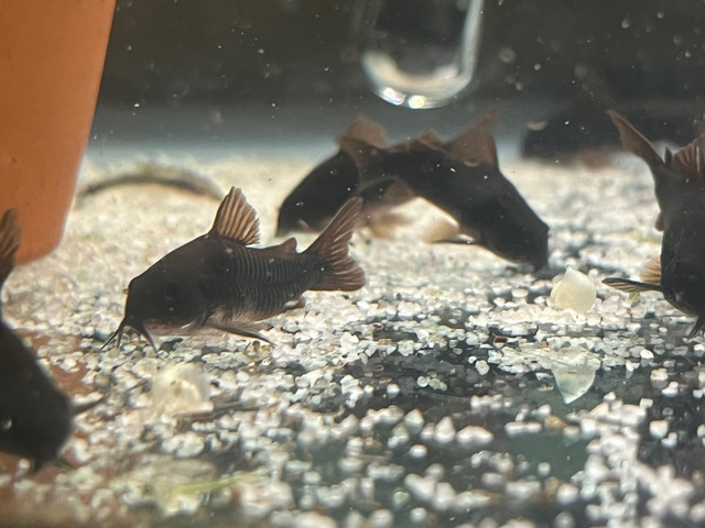 Venezuelan black corydoras  in Fish for Rehoming in Ottawa - Image 4