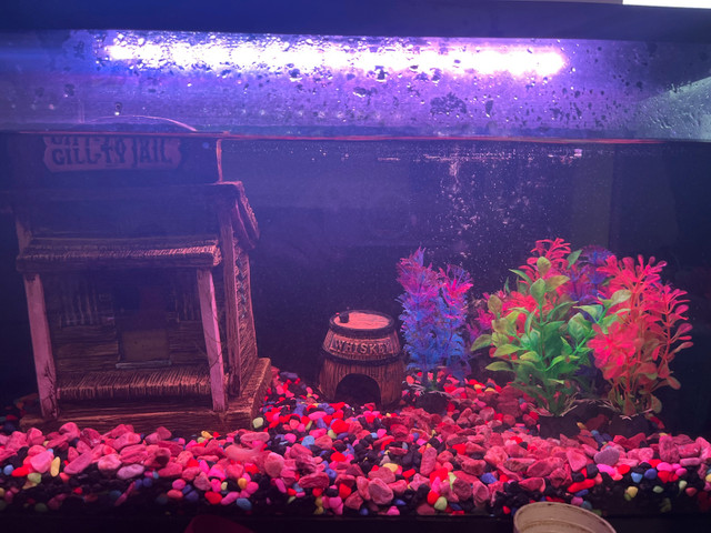 fish tank + fish  in Fish for Rehoming in North Bay