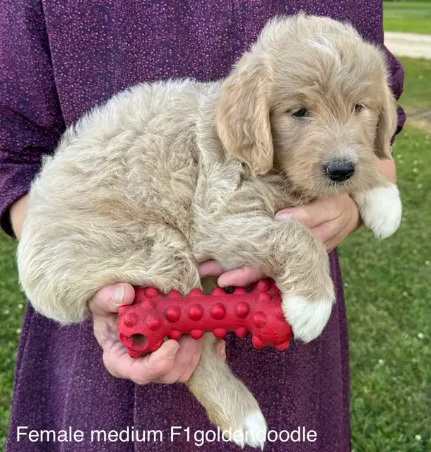 ❤️Goldendoodle mini and small/medium and mini aussiedoodle pups in Dogs & Puppies for Rehoming in Kitchener / Waterloo - Image 6