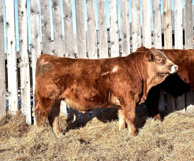 Gelbvieh Bulls in Livestock in Moose Jaw - Image 2