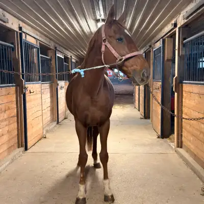 9 yo tb gelding SAFE, View more