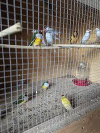 Canaries and, variety of finches for sale