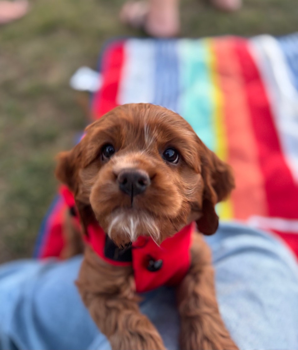 Cockapoo puppy | Dogs & Puppies for Rehoming | Delta/Surrey/Langley ...