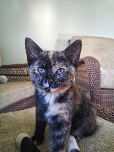 female kitten, View more