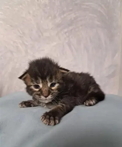 Purebred Maine Coon Kittens Available for Reservation, View more