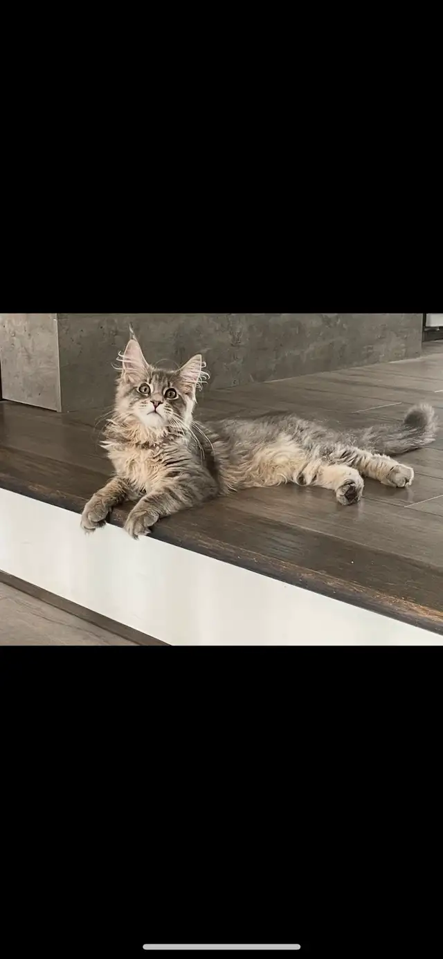 chatons maine coon Enregistrer TICA