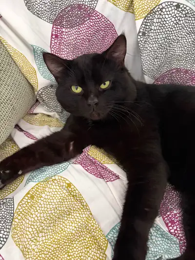 Free cats for rehoming., View more