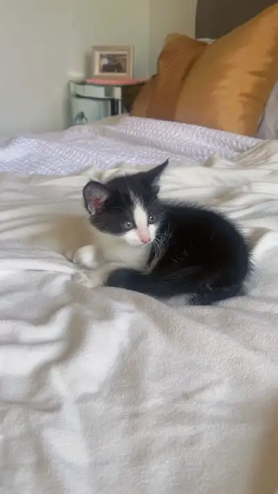 These kittens are born in March. They are inside cats. The black and white one is a girl and the gre...