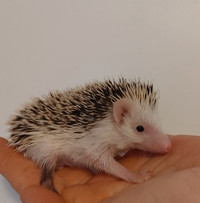 Jesse baby reverse pinto Hedgehog boy inclusions delivery...
