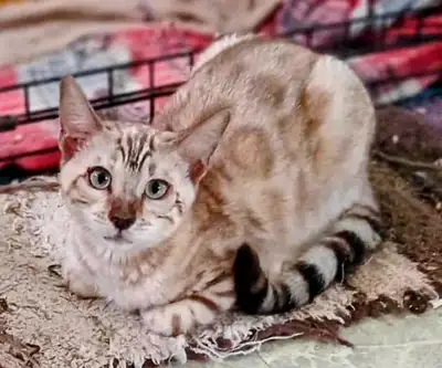 Couleur rare chaton bengal de haute qualité snow mink sylver red, View more