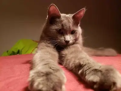 Chatte de race highland Lynx et Chartreux. , View more
