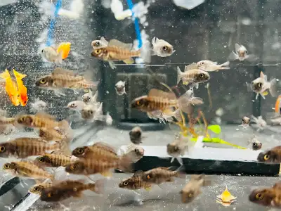Super red german peacocks african cichlids juvies, View more