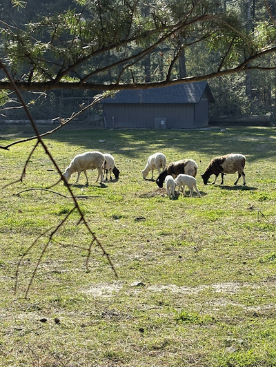 Ewe Sheep for Sale - SOLD, View more