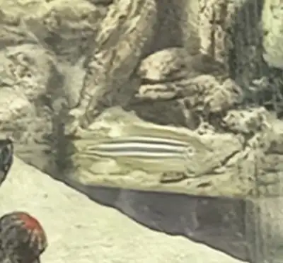 Free Aquarium fish, View more