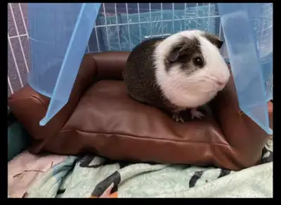 New Leather Couch Small Animals , View more