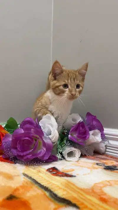 males and females American kittens , View more