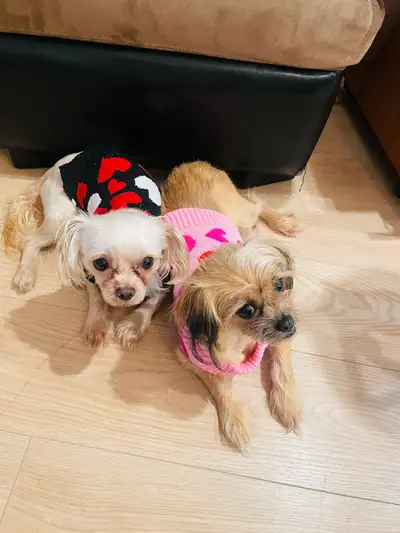 Maltese and Yorkie, View more