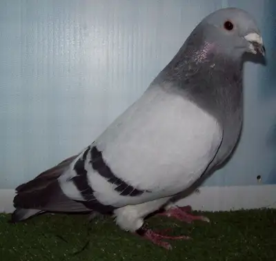 Pigeon mâle Show Homer FF945, View more