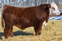 Hereford Bulls for sale