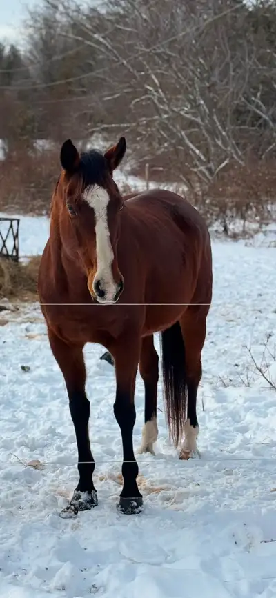  I’m looking for a horse trailer, View more