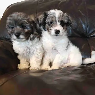 Maltipoo puppies Tiny, View more