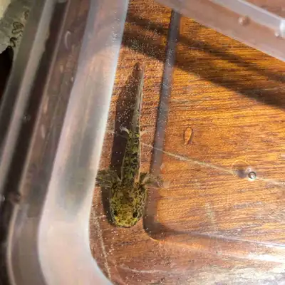 1.5 month old Axolotls 2 available! Don’t message me unless you are actually interested!