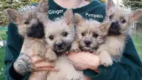 Cairn terrier puppies 