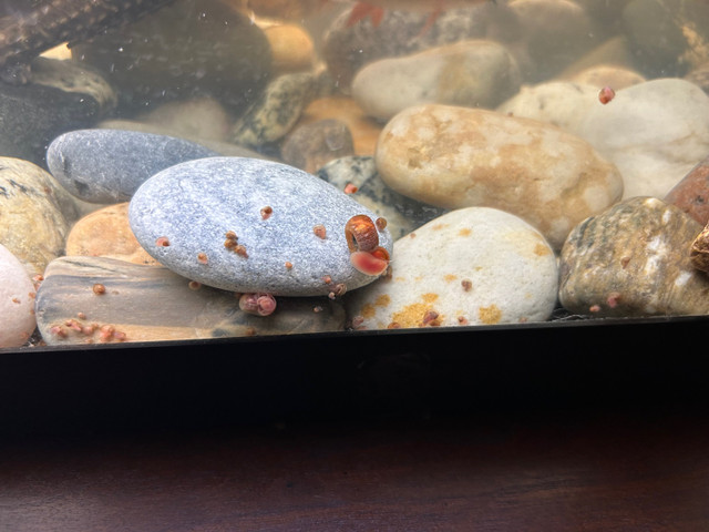 Fish Tank Snail Babys in Fish for Rehoming in Oshawa / Durham Region