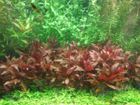 Aquarium plants - Alternanthera Reineckii Mini AR Mini..