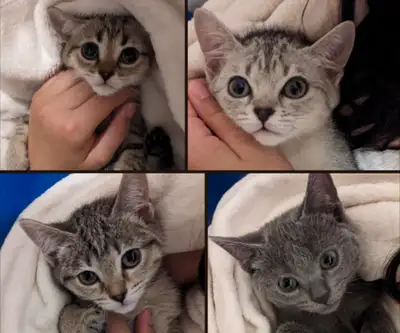 Chaton siamois / british shorthair mix, View more