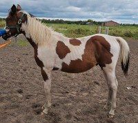 Registered QH Colt (Pony)