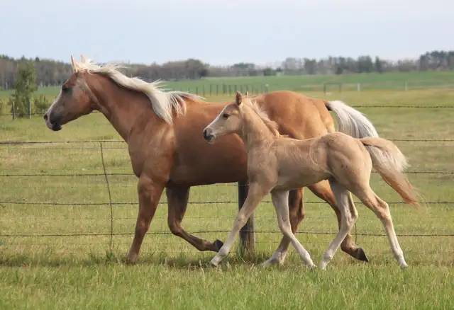 Son of SLYE BY DESIGN out of a Famous Bugs daughter in Horses & Ponies for Rehoming in Oshawa / Durham Region - Image 4