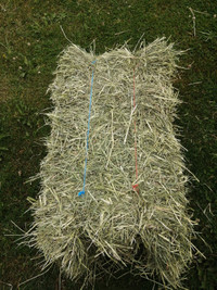 Timothy Hay for Sale