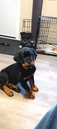 3mth old male rotti