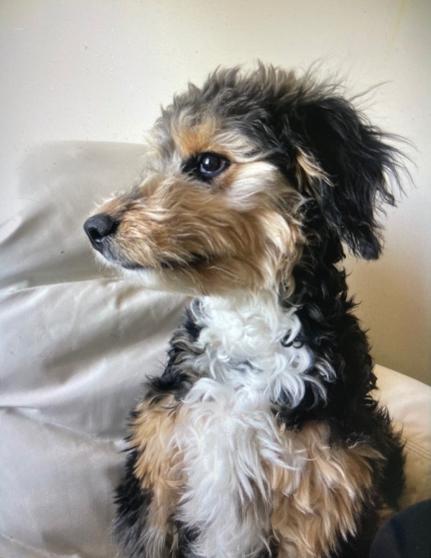 Beautiful Medium Aussiedoodle Dogs & Puppies for Rehoming Edmonton