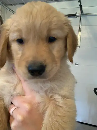 Male Golden Retriever Puppy, View more