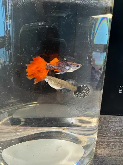 Dumbo ears & red tail guppies from Thailand need them all gone I have many full grown as well as mos...