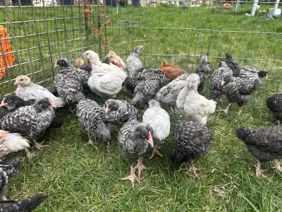 4 week old mixed chicks , View more