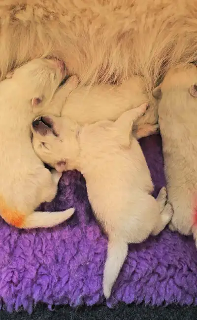 CKC Registered Samoyed Puppies, View more