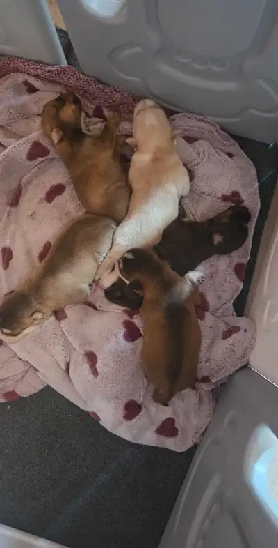 Husky doodles available ❤️, View more