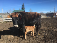 Jersey young cow + bull calf