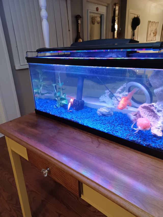 Looking for some aquarium plants for my 20 gallon aquarium with in Fish for Rehoming in Oshawa / Durham Region - Image 3