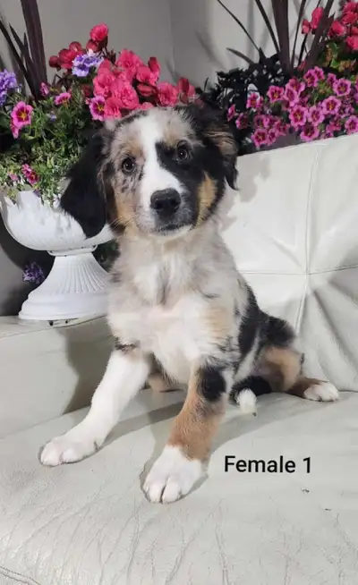 Australian Shepherd Puppies, View more