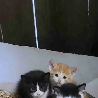 Barn Kittens, View more