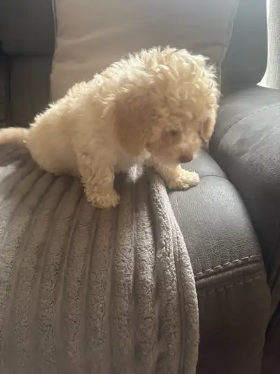 Bichon freeze Maltese puppie, View more