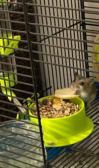 Hamster chinois nain + cage tout equiper